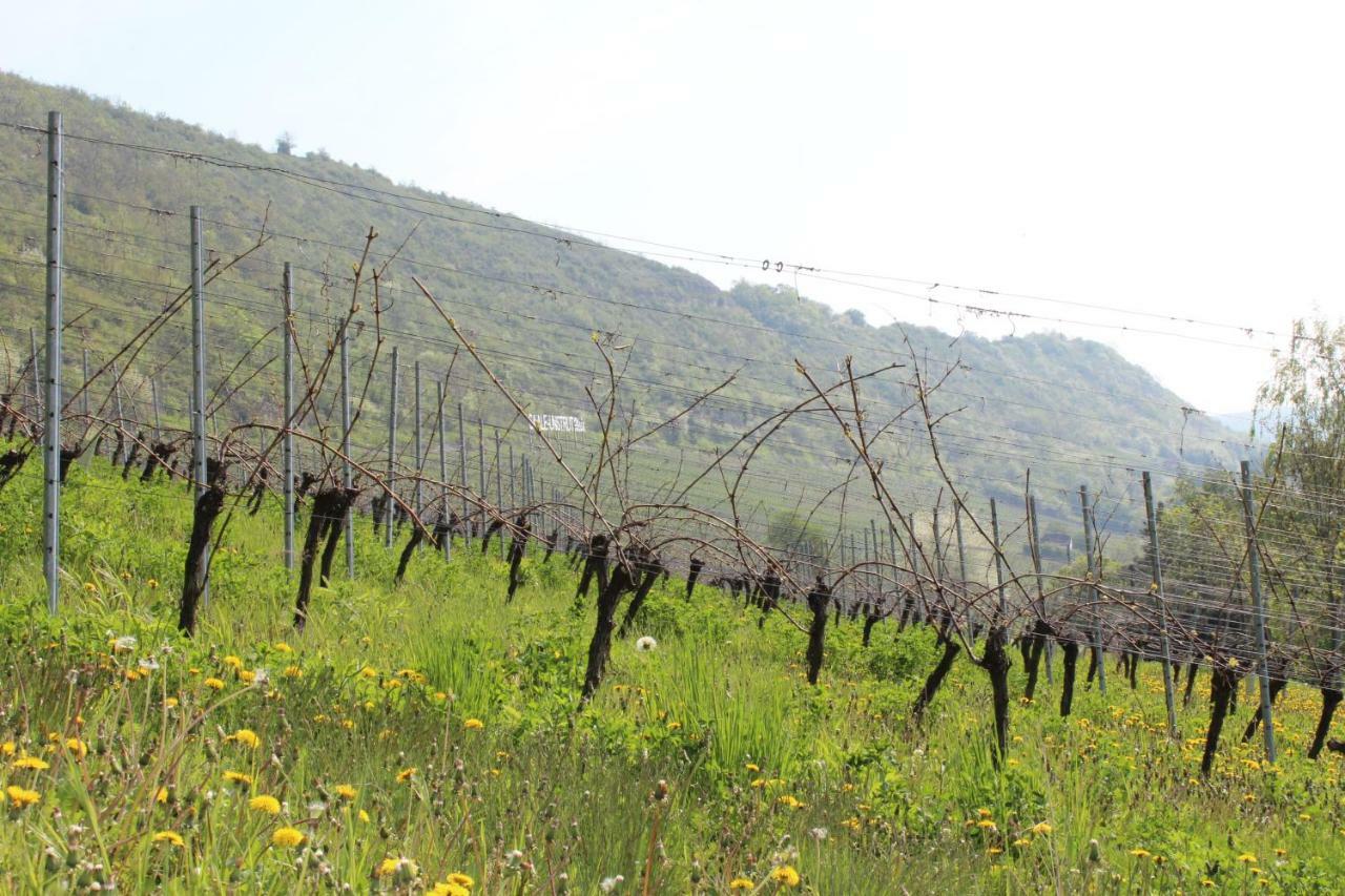 Ferienwohnung Weingut Kloster Pforta ナウムブルク エクステリア 写真